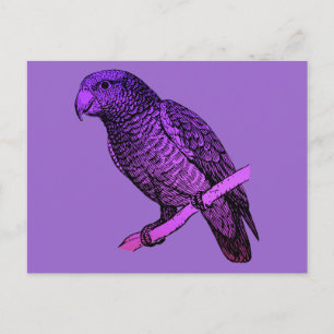 Cartão Postal Papagaio Roxo