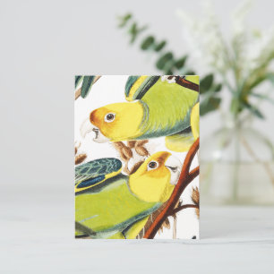 Cartão Postal Papagaio tropical multicolor verde amarelo postc