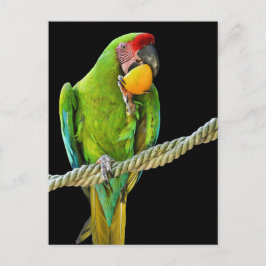 Cartão Postal Papagaio Verde Ara Militaris