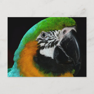 Cartão Postal Papagaio Verde Colorido