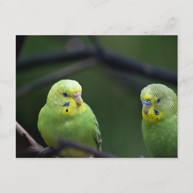 Cartão Postal Papagaios (Frente)