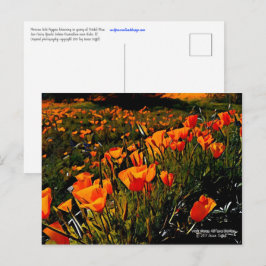 Cartão Postal Papagaios Dourados do México Laranja florescendo n