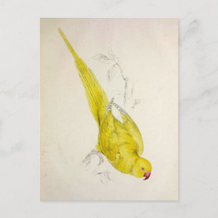 Cartão Postal Papagaios, Vintage, Ilustração de Aves, Boêmia