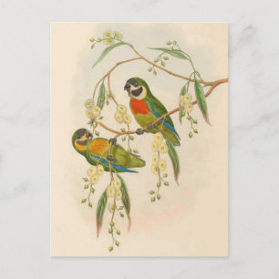 Cartão Postal Papagaios, Vintage, Ilustração de Aves, Posto Bo