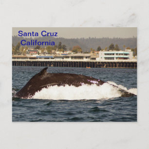 Cartão Postal Papais noeis Cruz, Cartão-postal de Baleia Humpbac