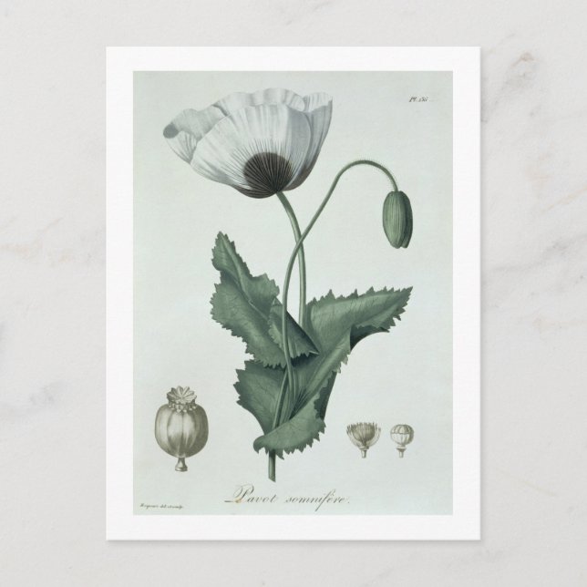 Cartão Postal Papaver Somniferum de 'Phytographie Medicale' por (Frente)