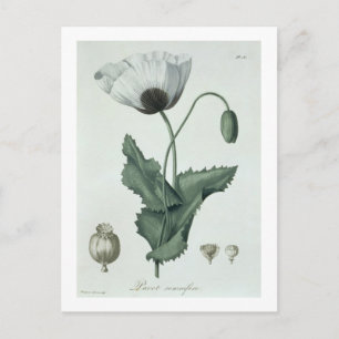 Cartão Postal Papaver Somniferum de 'Phytographie Medicale' por