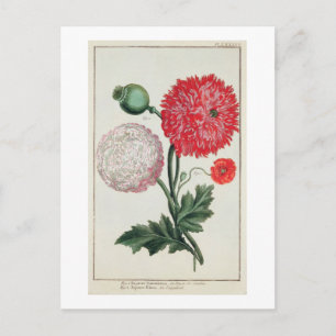 Cartão Postal Papaver somniferum e Papaver rheas gravadas por G