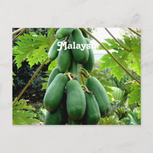 Cartão Postal Papaya