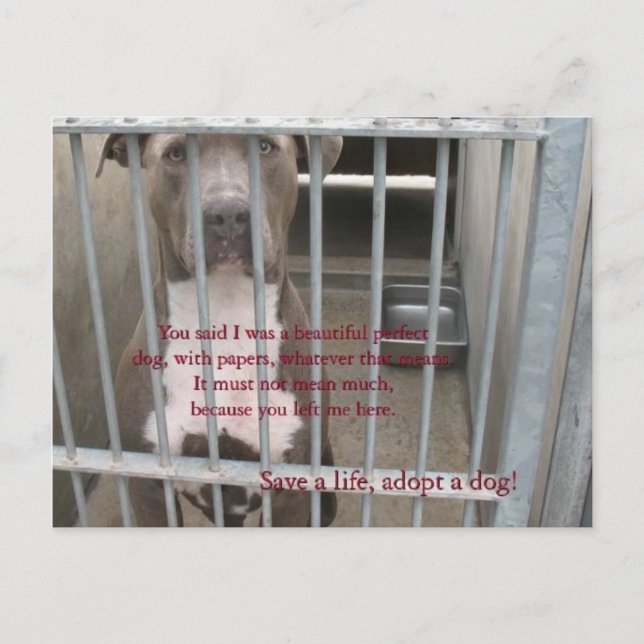 Cartão Postal papelada (Frente)