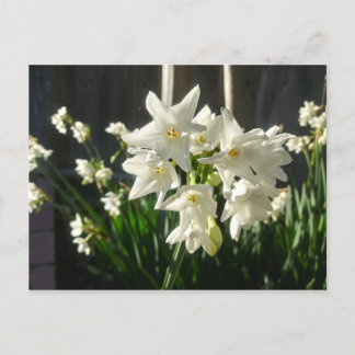 Cartão Postal Paperwhites Narciso