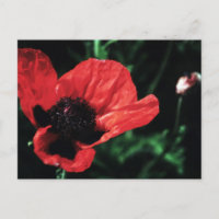 Papery Red Poppy