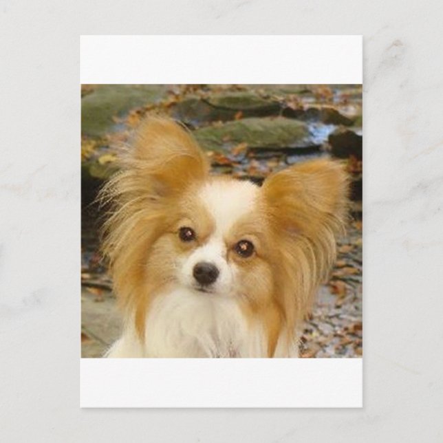 Cartão Postal Papillon (Frente)