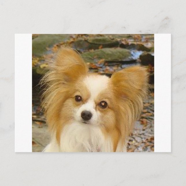 Cartão Postal Papillon (Frente)