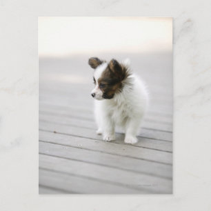 Cartão Postal Papillon