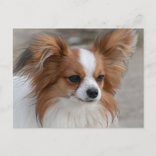 Cartão Postal Papillon Dog Portrait (Frente)