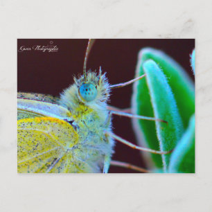 Cartão Postal Papillon Gwen Photographie