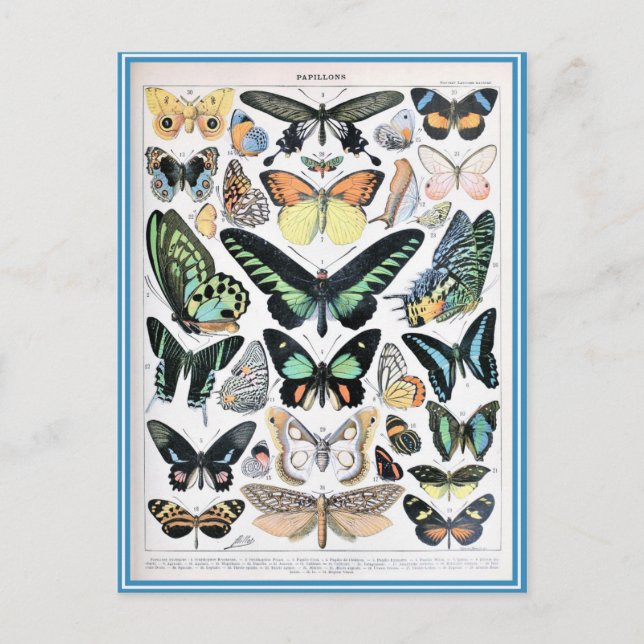 Cartão Postal Papilões de dicionário de ilustração (Frente)