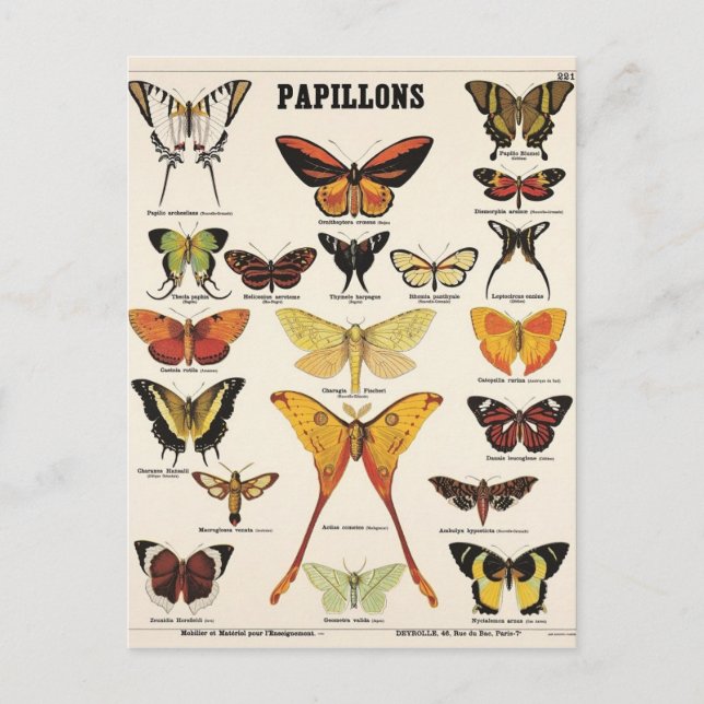 Cartão Postal Papilões ilustrados (Frente)