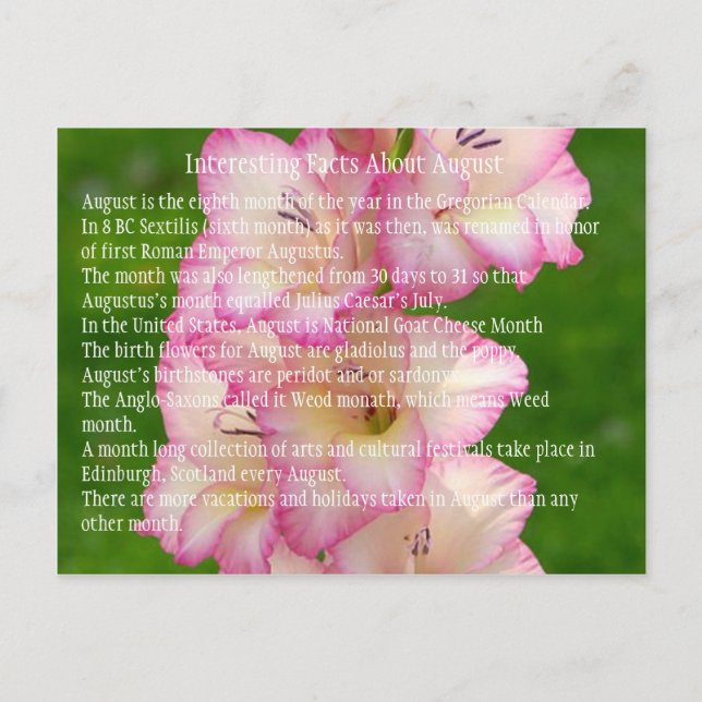 Cartão Postal papoila-selvagem (Frente)