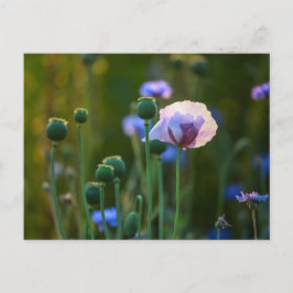 Cartão Postal Papoila violeta na grama verde