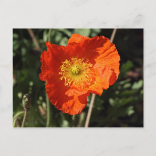 Cartão Postal Papoula Galesa (Laranja)