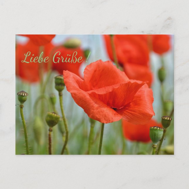 Cartão Postal Papoulas (Frente)