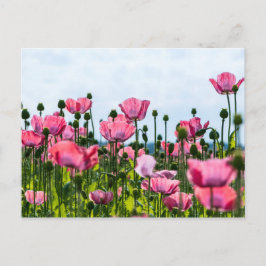 Cartão Postal Papoulas Cor-de-Rosa