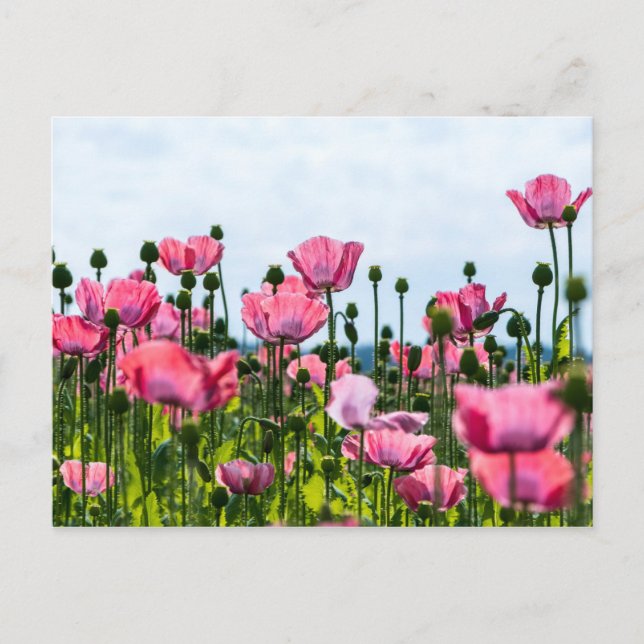 Cartão Postal Papoulas Cor-de-Rosa (Frente)
