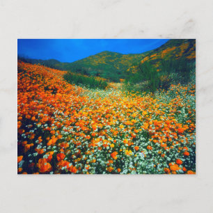Cartão Postal Papoulas da Califórnia e flores silvestres de pipo