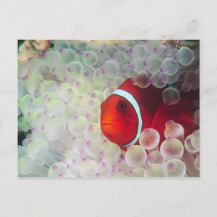 Cartão Postal Papua-Nova Guiné, Grande Barreira de Coral,