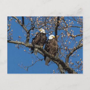 Cartão Postal Par Bald Eagle