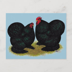 Cartão Postal Par de Bantam Preto Cochin