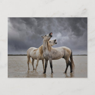 Cartão Postal Par de Camargue Horse Stallions, sul da França