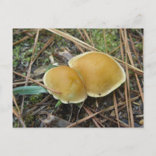 Cartão Postal Par de cartões-postais Gold Creme OBX