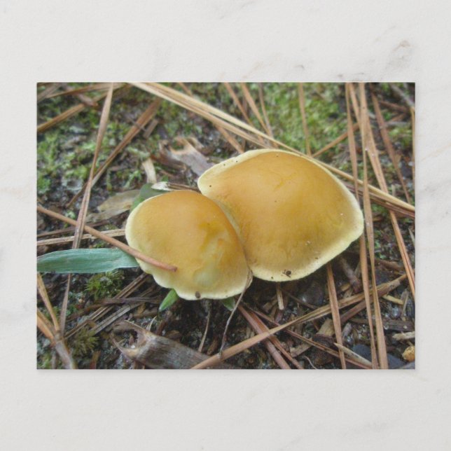 Cartão Postal Par de cartões-postais Gold Creme OBX (Frente)