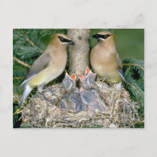 Cartão Postal Par de Cedar Waxwings com jovens