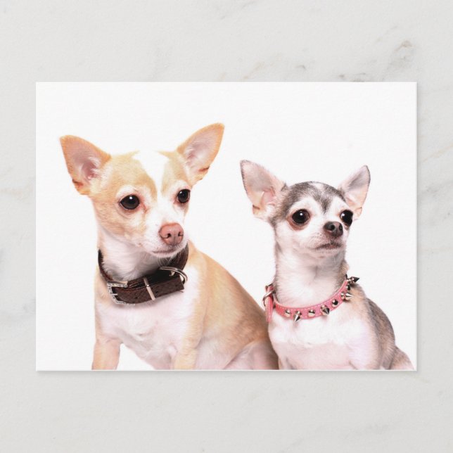 Cartão Postal Par de chihuahuas (Frente)