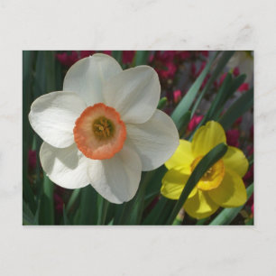 Cartão Postal Par de Daffodils Flores Rosa e Amarelo