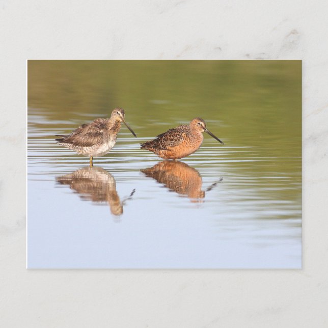Cartão Postal Par de Dowitchers (Frente)