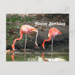 Cartão Postal Par de Flamingo Rosa Foto de Vida Selvagem Anivers