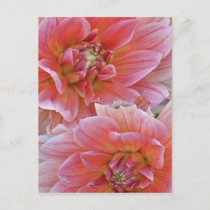 Cartão Postal Par de flores de Dahlia, Dahlia spp. ,