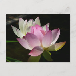 Cartão Postal Par de Flores de Lotus II