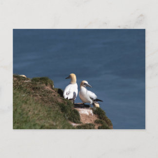 Cartão Postal Par de ganetes em Bempton Cliff
