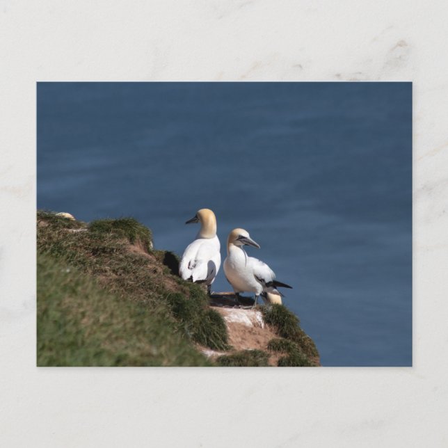 Cartão Postal Par de ganetes em Bempton Cliff (Frente)