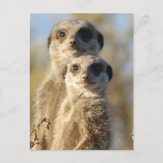 Cartão Postal Par de Meerkats (Frente)