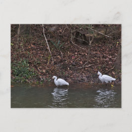 Cartão Postal Par de Neve Egrets na Caça