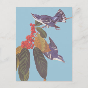 Cartão Postal Par de pássaro ceruliano da Audubon com Berries