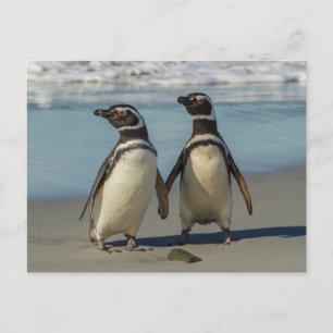 Cartão Postal Par de pinguins na praia