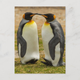 Cartão Postal Par de pinguins-reis, Ilhas Falkland